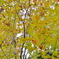 紅葉色で1番好きなカラー