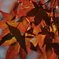 紅葉1