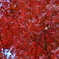 岐阜県恵那郡「岩村城跡」の紅葉