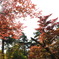紅の間から