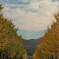 近くの高校の校門から校舎への通路です。