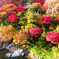 秋田紅葉 (1)