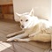 HAKARI犬