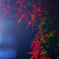 京都の紅葉