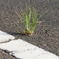 くさ　草　くさ