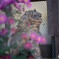 DSC00939