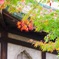 紅葉！