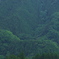 緑の景色