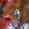 Long Tailed Tit w/ Fall partⅱ