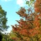 紅葉の始まり