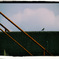 Alone Bird Standing