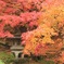 広島三次市尾関山公園