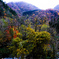 紅葉の山