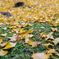 紅葉狩りのはずが..