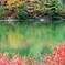 白鳥の棲む小さな湖