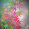 公園の紅葉