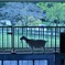 ヤギ