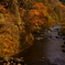 秋田県道287号線からの紅葉(田代橋)