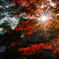 紅葉