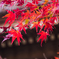紅葉②