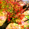 色とりどりの紅葉*6