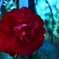 紅い花と光