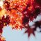 赤紅葉と青い空
