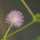 オジギソウの花