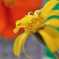 しずくの中の花