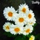 今日のお花③