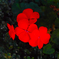 今日のお花④