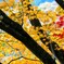 山の錦
