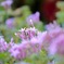 公園で見つけた綺麗な花