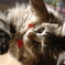 猫2