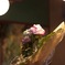 店に飾ったお花