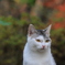 Cat モデル