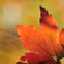 老紅葉
