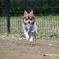 飛行犬3