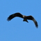 Black Kite