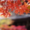 真如堂の紅葉