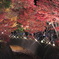 富士河口湖町紅葉回廊