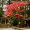 北口本宮富士浅間神社紅葉