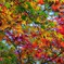 瑞応寺の紅葉３色