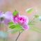 秋雨に濡れて‥