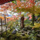 大覚寺