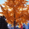 銀杏の木