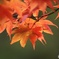 紅葉も見納め
