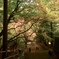 鰐淵寺