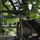 緑の鳥居