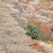 四季桜